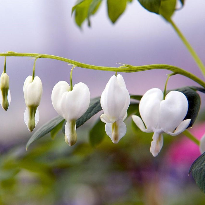 Bleeding Heart, White Bleeding Heart