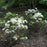 Mountain Laurel, Elf Mountain Laurel
