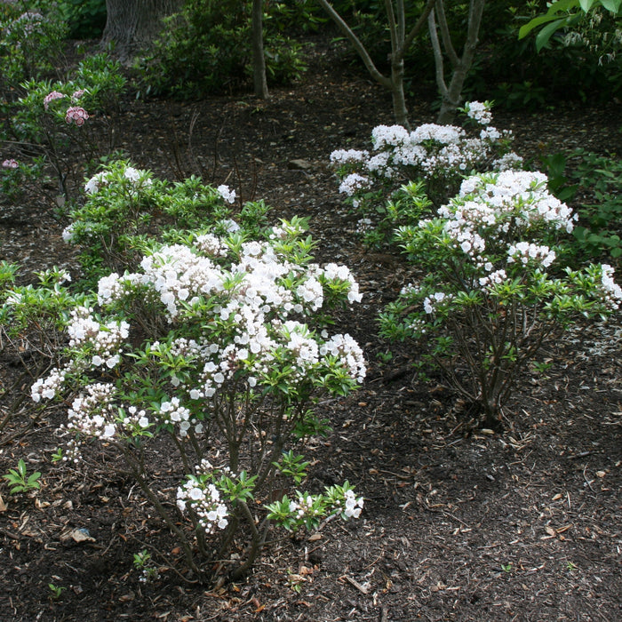 Mountain Laurel, Elf Mountain Laurel