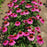 Coneflower, Sombrero® Rosada Coneflower