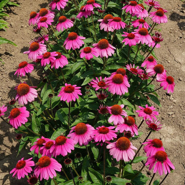 Coneflower, Sombrero® Rosada Coneflower
