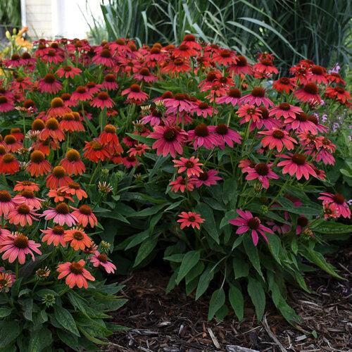 Coneflower, PW® Summersong™ Firefinch™ Coneflower