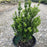 Boxwood, NewGen™ Freedom® Boxwood