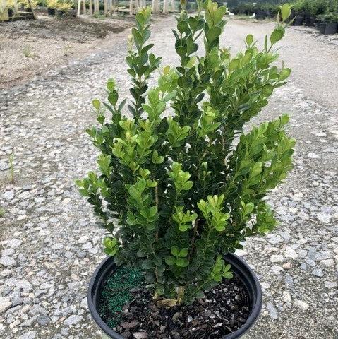Boxwood, NewGen™ Freedom® Boxwood