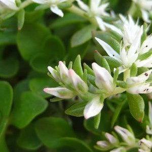 Sedum, Larinem Park Three-Leaved Stonecrop