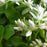 Sedum, Larinem Park Three-Leaved Stonecrop