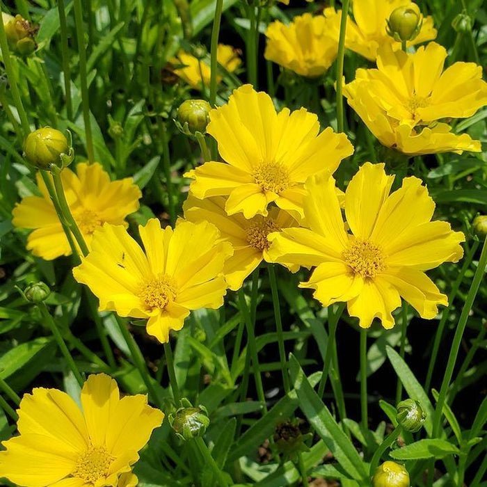 Tickseed, Lil' Bang™ Goldilocks Tickseed