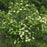 Viburnum lentago  - Nannyberry
