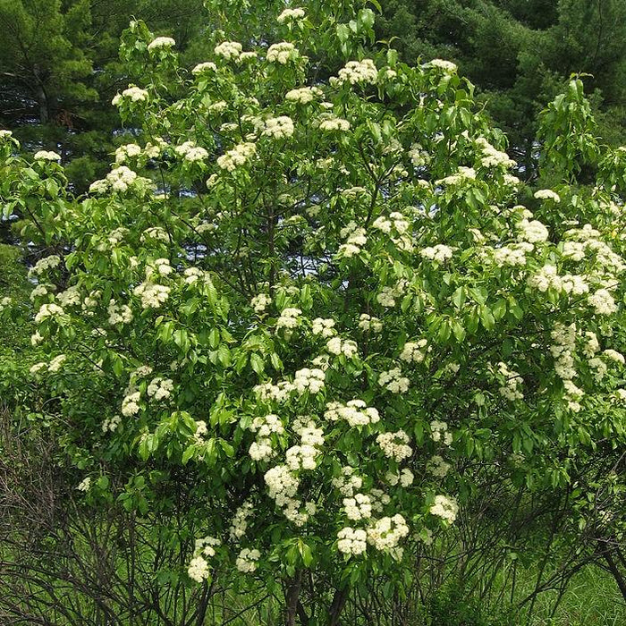 Viburnum lentago  - Nannyberry