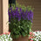 Cardinal Flower, Starship™ Blue Cardinal Flower