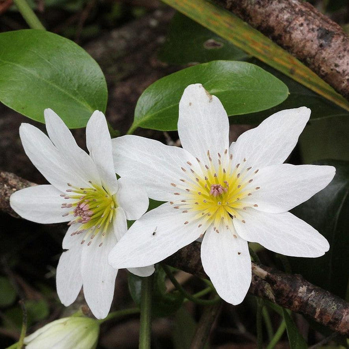 Clematis, Autumn Clematis