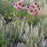 Catmint, Triumphator Calamint