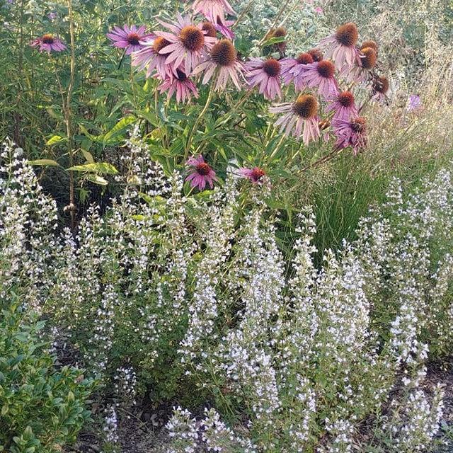 Catmint, Triumphator Calamint
