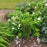 Rose, Snow Pavement Rugosa Rose