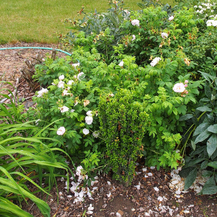 Rose, Snow Pavement Rugosa Rose