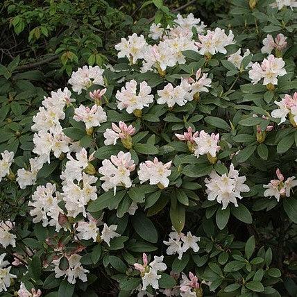 Rhododendron, Cunningham's White Rhododendron