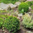 Boxwood, Baby Gem Boxwood