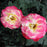 Rose, Double Delight Rose