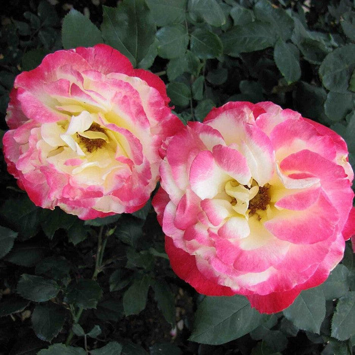 Rose, Double Delight Rose