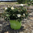 Rose, White Knock Out® Rose