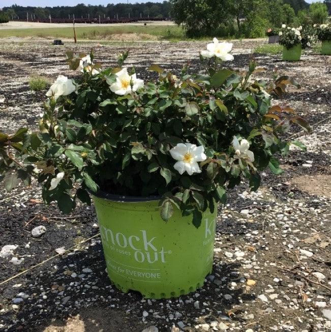 Rose, White Knock Out® Rose