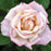 Rose, Pinkerbelle™ Rose
