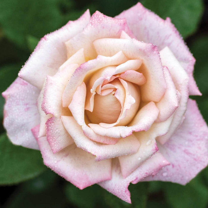 Rose, Pinkerbelle™ Rose