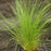 Grass, Mexican Feather Grass