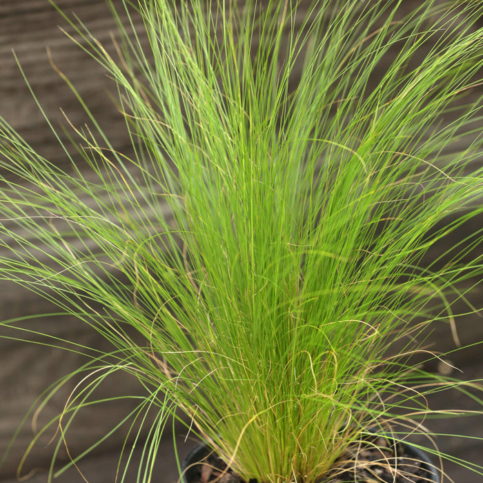 Grass, Mexican Feather Grass