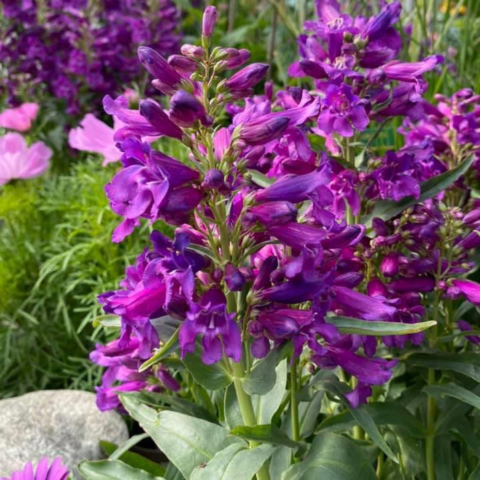 Penstemon 'Pristine Lilac Purple'  - Pristine Lilac Purple Beardtongue