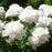 Peony, Gardenia Peony