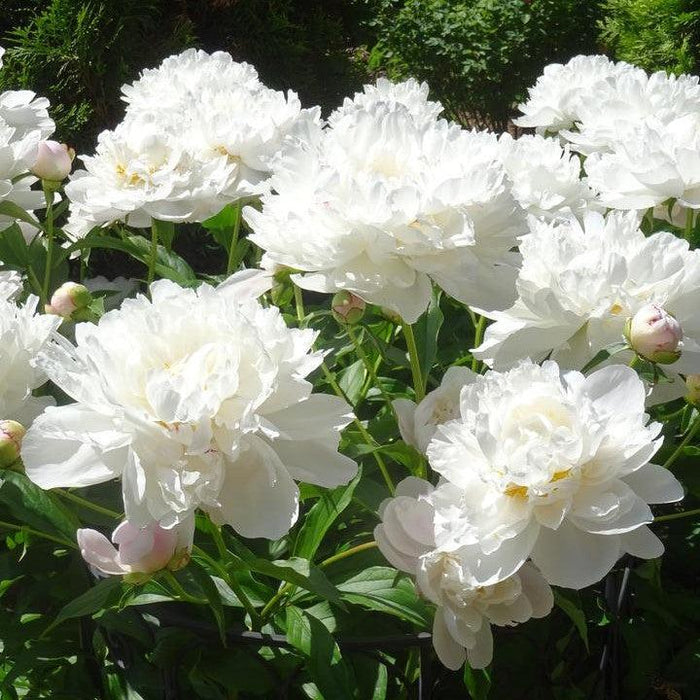 Peony, Gardenia Peony