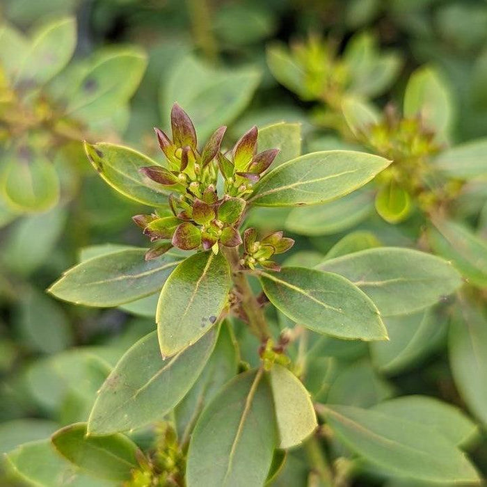 Holly, Forever Emerald™ Inkberry