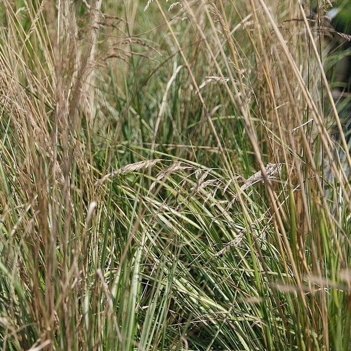 Grass, Avalanche Feather Reed Grass