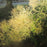 Smokebush, Winecraft Gold® Smokebush