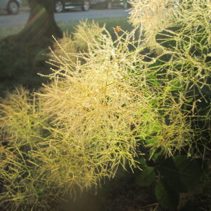 Smokebush, Winecraft Gold® Smokebush