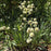 Rattlesnake Master