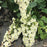 Hydrangea, Snowcicle Hydrangea