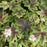 Foamflower, Sugar and Spice Foamflower