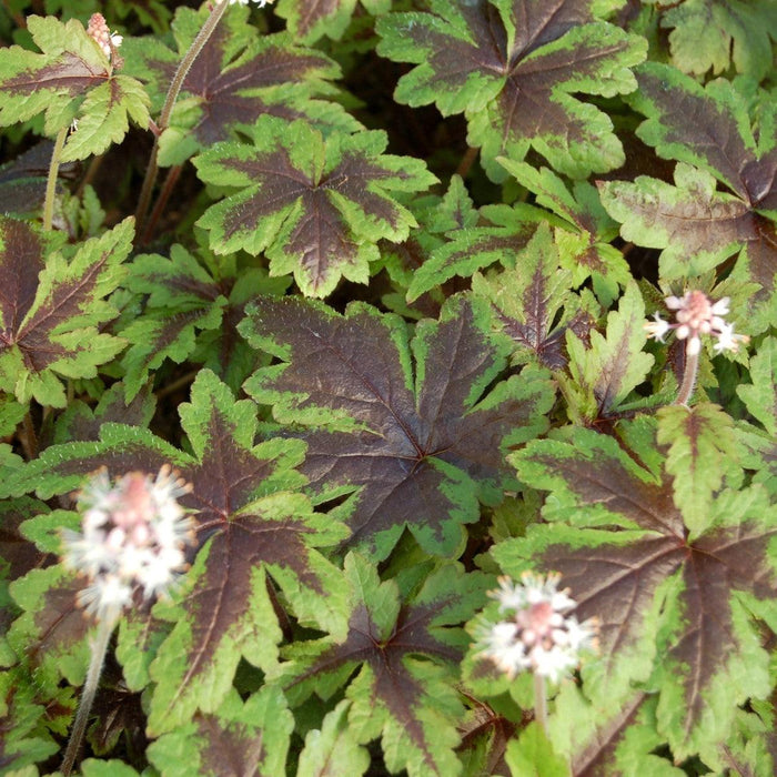 Foamflower, Sugar and Spice Foamflower