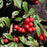 Cotoneaster, Coral Beauty Cotoneaster