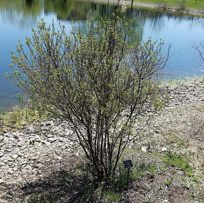 Viburnum, Blue Muffin® Arrowwood Viburnum