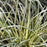 Sedge, Evergold Variegated Sedge