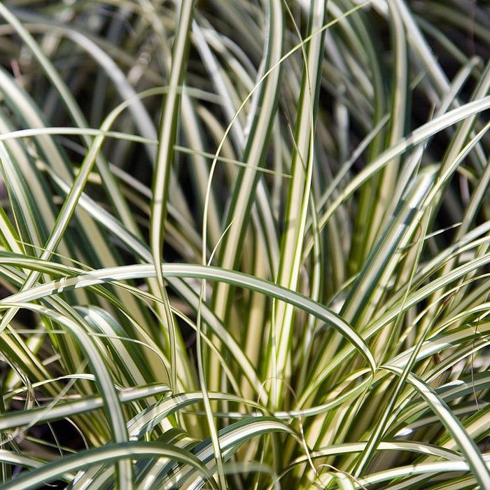 Sedge, Evergold Variegated Sedge