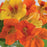 Tropaeolum majus 'Kaleidoscope Mix'  - Kaleidoscope Mix Nasturtium
