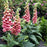 Foxglove, Strawberry Foxglove