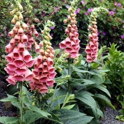Foxglove, Strawberry Foxglove