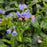 Lungwort, Twinkle Toes Lungwort