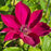Clematis, Tekla™ Clematis