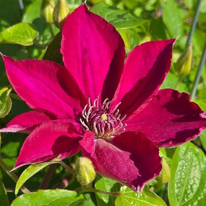Clematis, Tekla™ Clematis